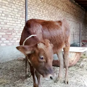 Öküz Şiwet