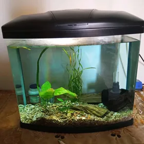 akwarium аквариум