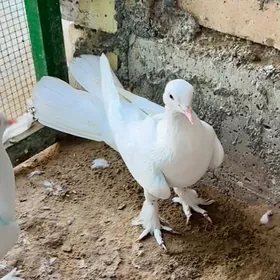 kepderi