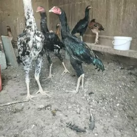 Taşkent