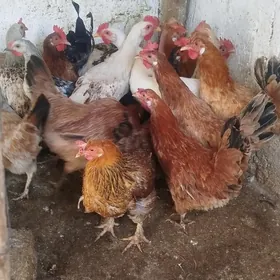 towuklar