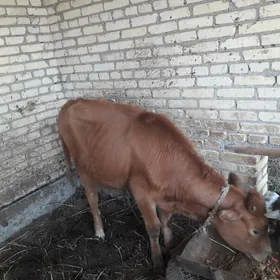 unjyn öküzce 78500 könede