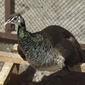 Tawus guş
