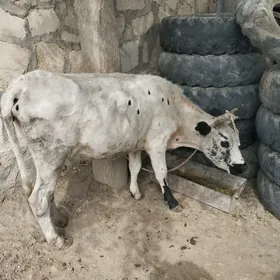 Sygyr