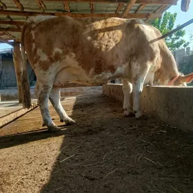 bogaz simental gunajyn