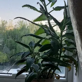 цветок калахоэ gul