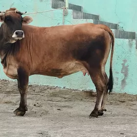Agyr bogoz sygyr