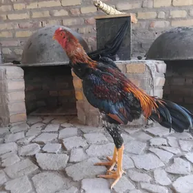 horaz