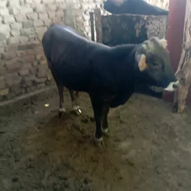 Ökizçe.tohum.