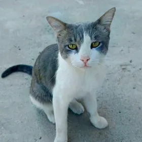 pişik murka
