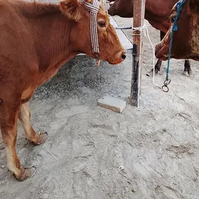 inekler ve okuz unajyn