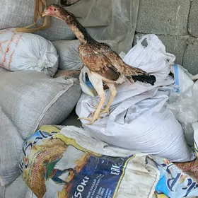 Taşkent horaz we towuk