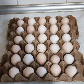 ýumurtga yumurtga яйцо