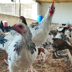 adler brama sendy lohman towuk