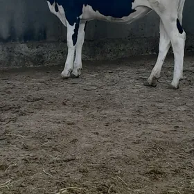 Galişdeýin tüwe