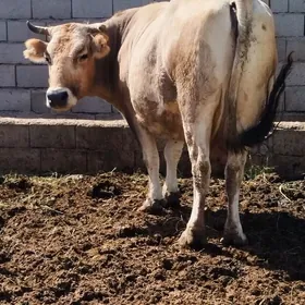 agyr şiwit bogoz sygyr