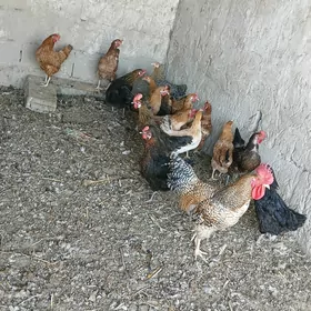 TOWUKLAR