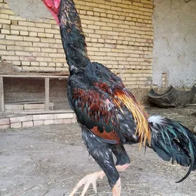 juyje