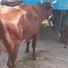 saglyk sygyr