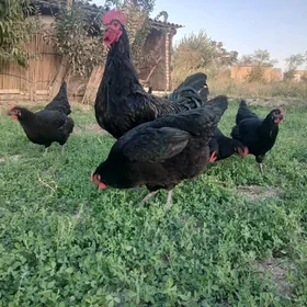 guş