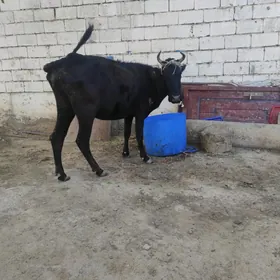 Boğaz