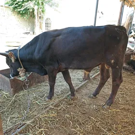 Okuz siwes