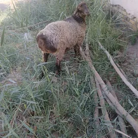Gısar goyun.goç