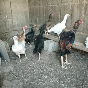 Taşkent