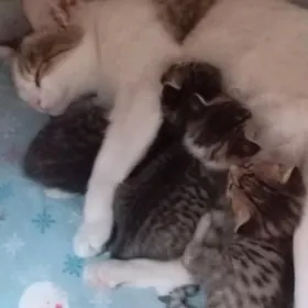 котята