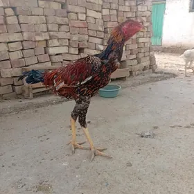 tasgent horaz