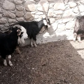 Geçi