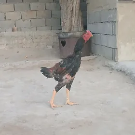 taşkent