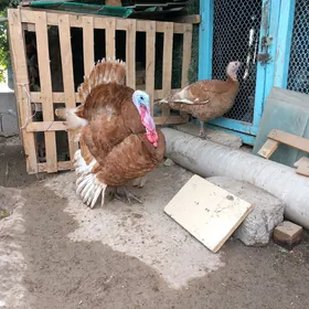 induk horaz mãki