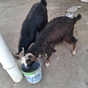 geci cebiş