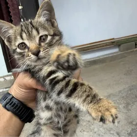 Котенок отдам даром