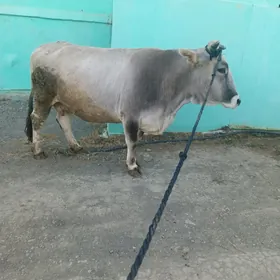 sygyr
