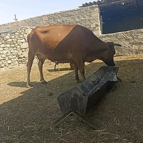 Sygyr