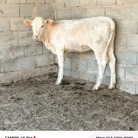 Şwes tüwe