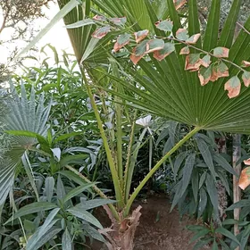 palma guler