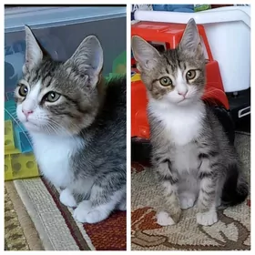 котята/pisijekler