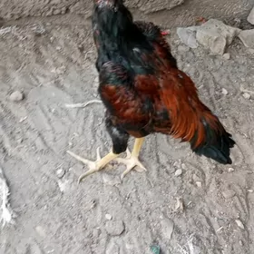 baysow juje