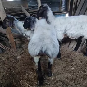 Tokly goýun