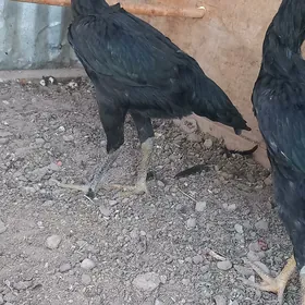 baysow towuk juja