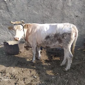сыгыр