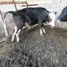 okuz ala