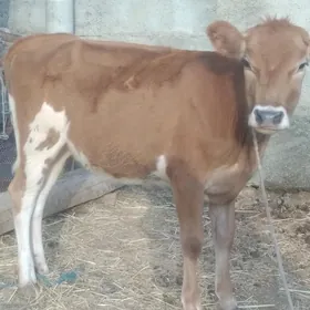 Göleler 3 sany