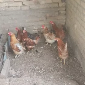 guzlayjy towuklar