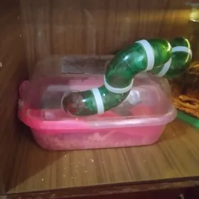 хомячки