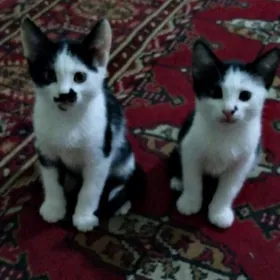 Pişik