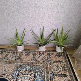 🪴 ALOE/АЛОЭ 🪴